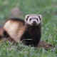 Illustration for article titled Monday Mustelid - Mustela eversmannii Edition